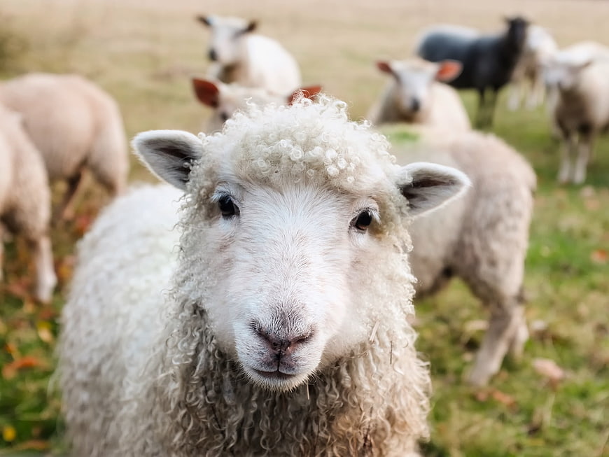 Close-up portrait of a curious white sheep in a pasture