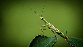 Close-up of a Praying Mantis on a Green Leaf