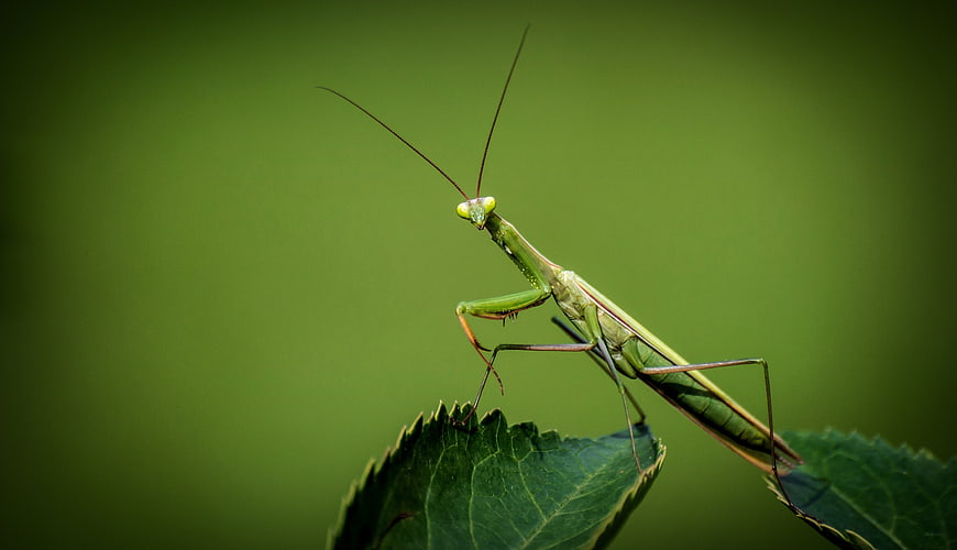 Close-up of a Praying Mantis on a Green Leaf