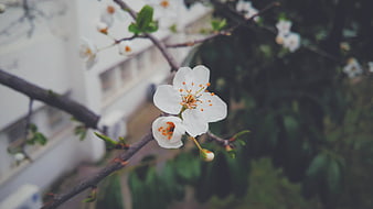 Close-up of white cherry blossoms on a branch