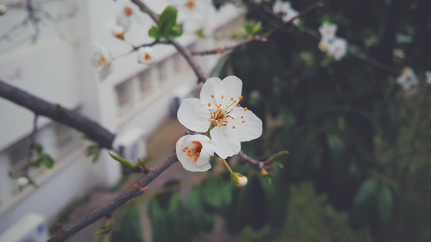 Close-up of white cherry blossoms on a branch