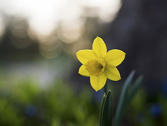 Yellow Daffodil Flower in Spring Garden
