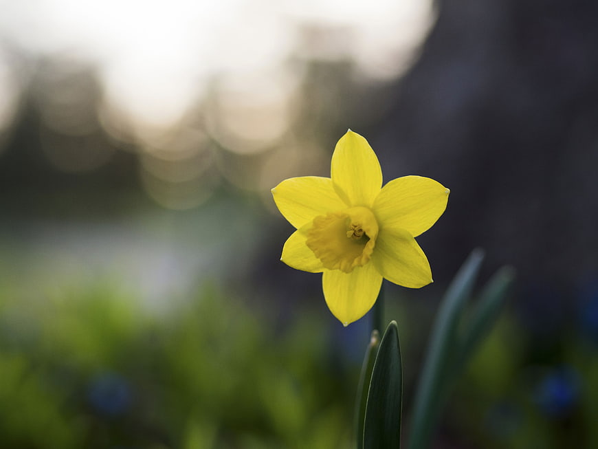 Yellow Daffodil Flower in Spring Garden