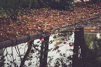 Autumn leaves and pink flowers reflected in a rainy puddle