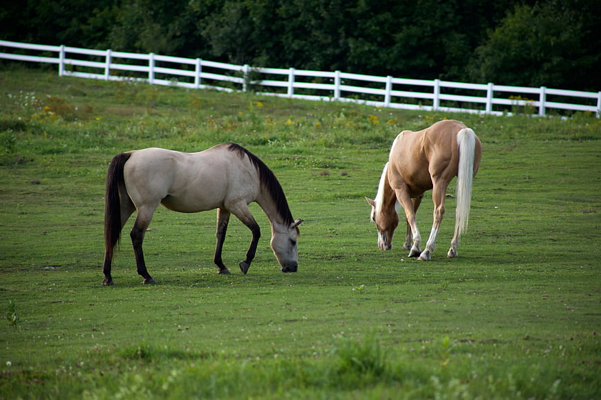 Two Horses Grazing in Green Pasture with White Fence
