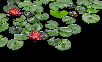 Pink Water Lilies Floating on Dark Pond Water