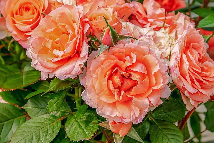 Beautiful Cluster Of Peach And Pink Roses In Full Bloom