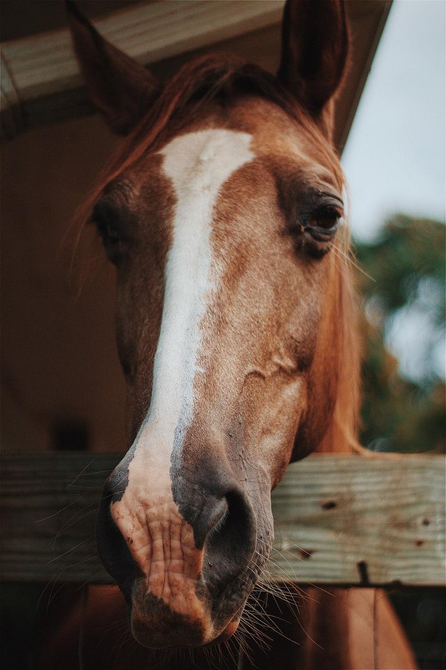 Close-up portrait of brown horse with white blaze