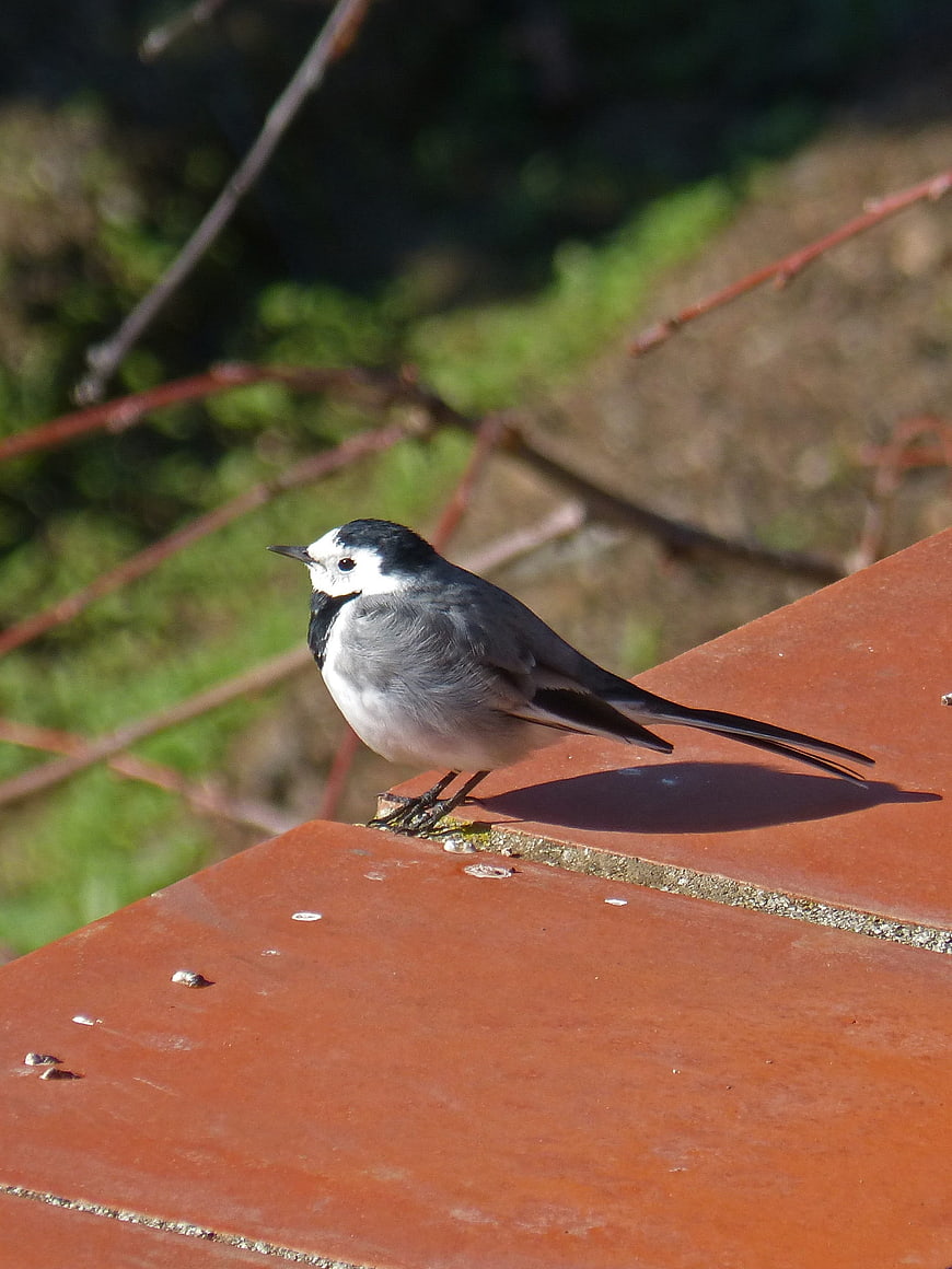 White Wagtail Bird Perched on Red Roof Tile