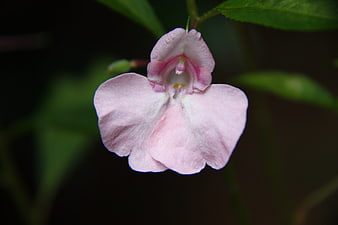 Close-up of a delicate pink wildflower with green leaves