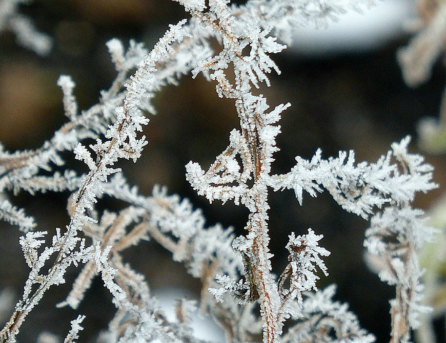 Close-up of delicate frost crystals on dried plant stems