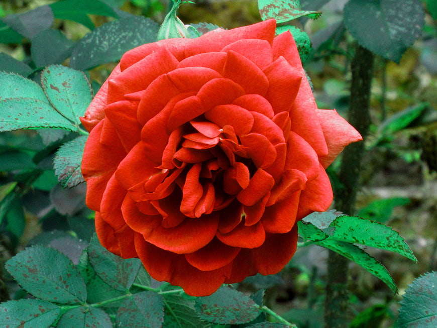 Vibrant Red Rose Bloom Close-Up in Garden