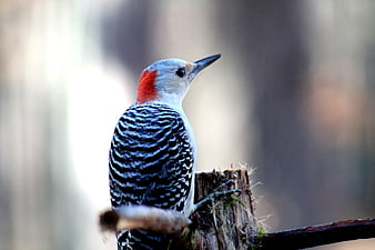 Red-bellied Woodpecker Perched on Tree Stump