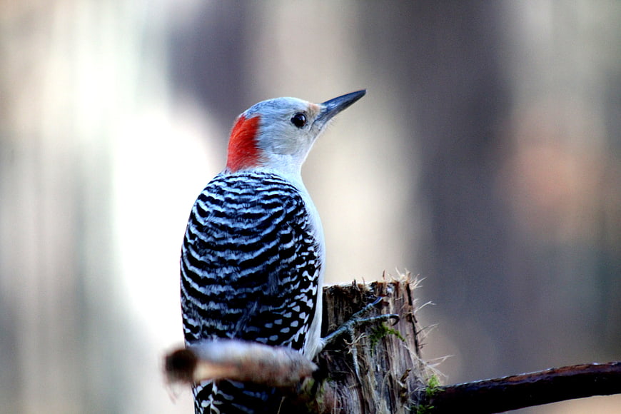 Red-bellied Woodpecker Perched on Tree Stump