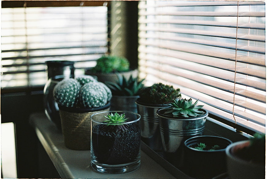 Succulents and Cacti on Windowsill with Blinds