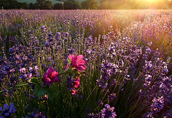 Lavender Field With Pink Mallow Flowers At Golden Hour