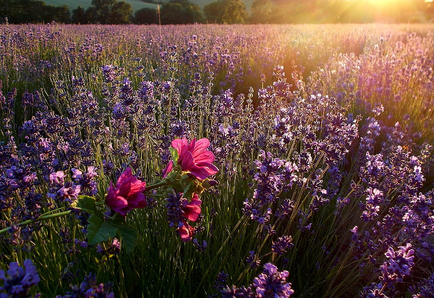 Lavender Field With Pink Mallow Flowers At Golden Hour