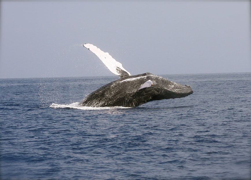 Humpback whale breaching in the open ocean