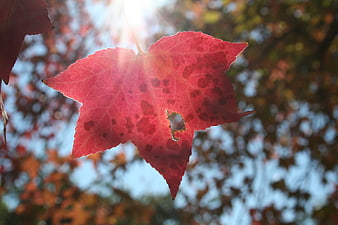 Red maple leaf backlit by sunlight in autumn