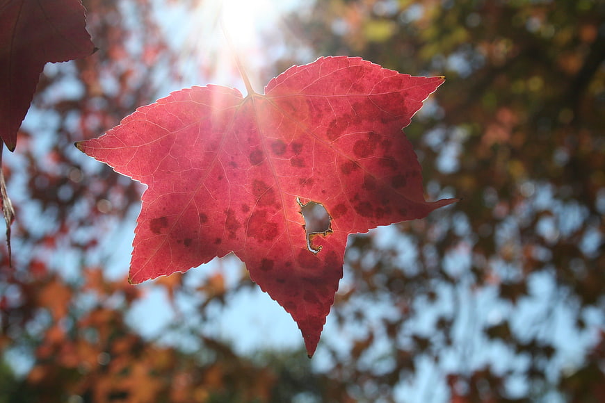 Red maple leaf backlit by sunlight in autumn