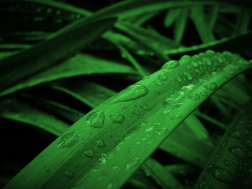 Close-up of green leaf with water droplets