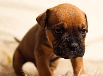 Cute Brown Puppy with Black Muzzle Close Up