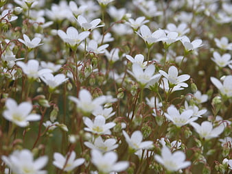 Close-up of blooming white flowers in a natural field