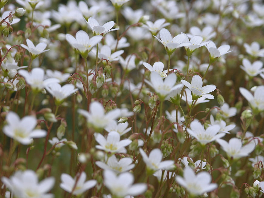 Close-up of blooming white flowers in a natural field