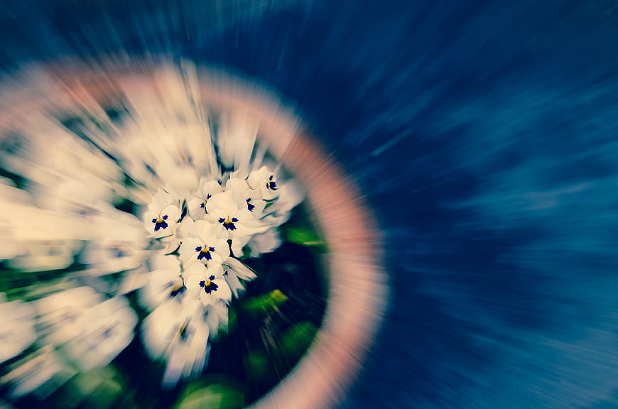 Abstract motion blur of white violas in a pot