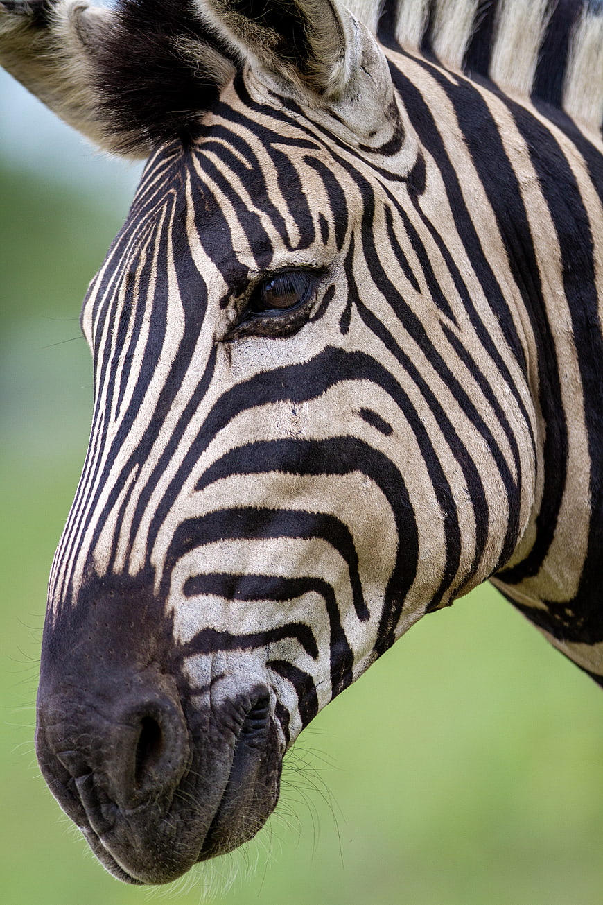 Close-up portrait of a zebra head with detailed stripes