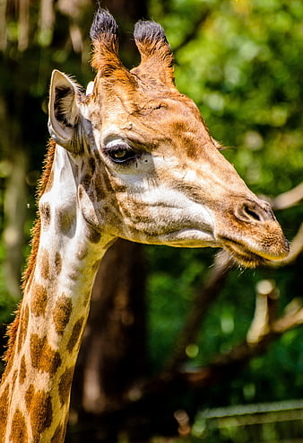 Close-up portrait of a giraffe head in nature