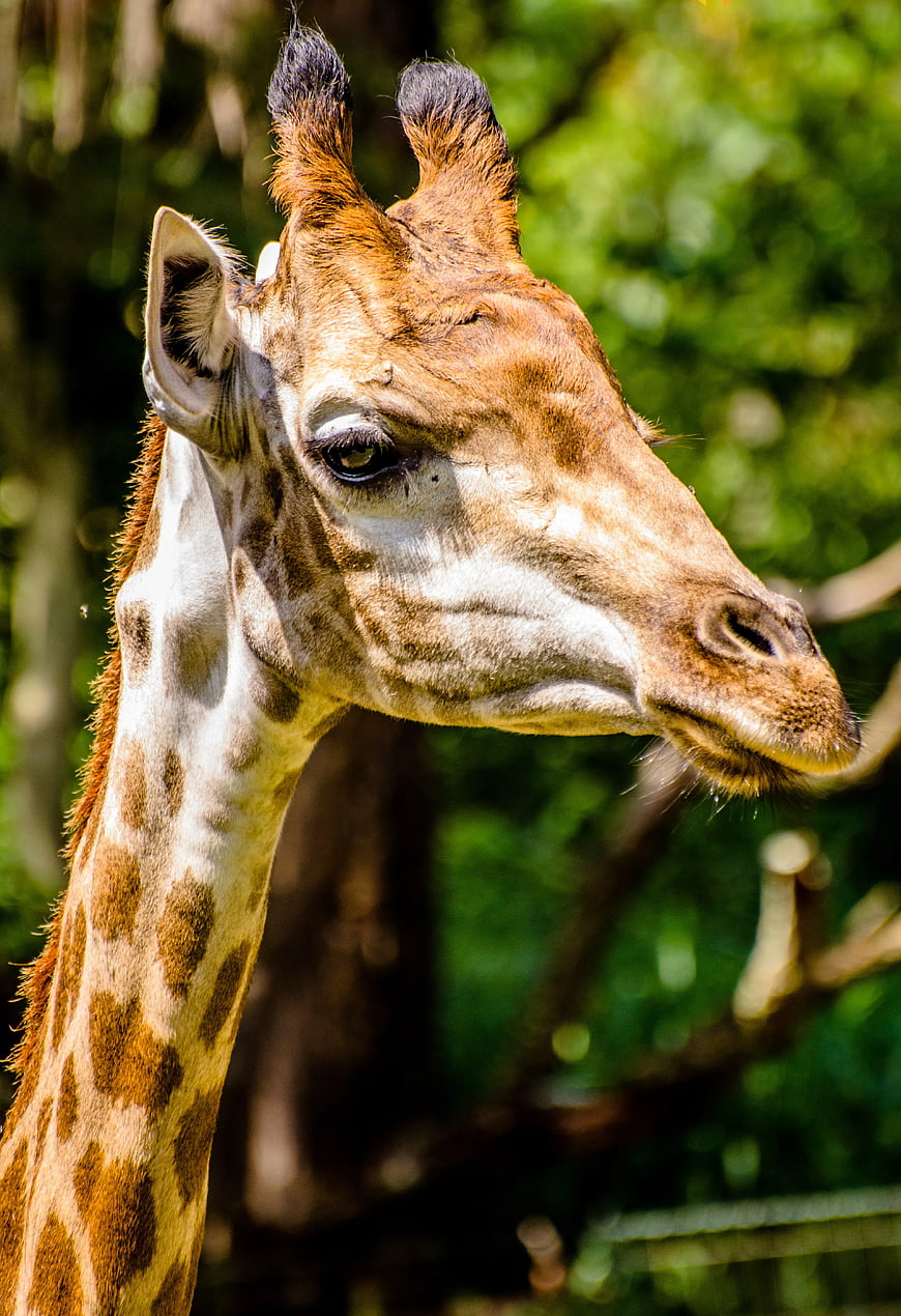 Close-up portrait of a giraffe head in nature