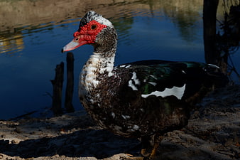 Muscovy Duck with Red Facial Caruncles by Water