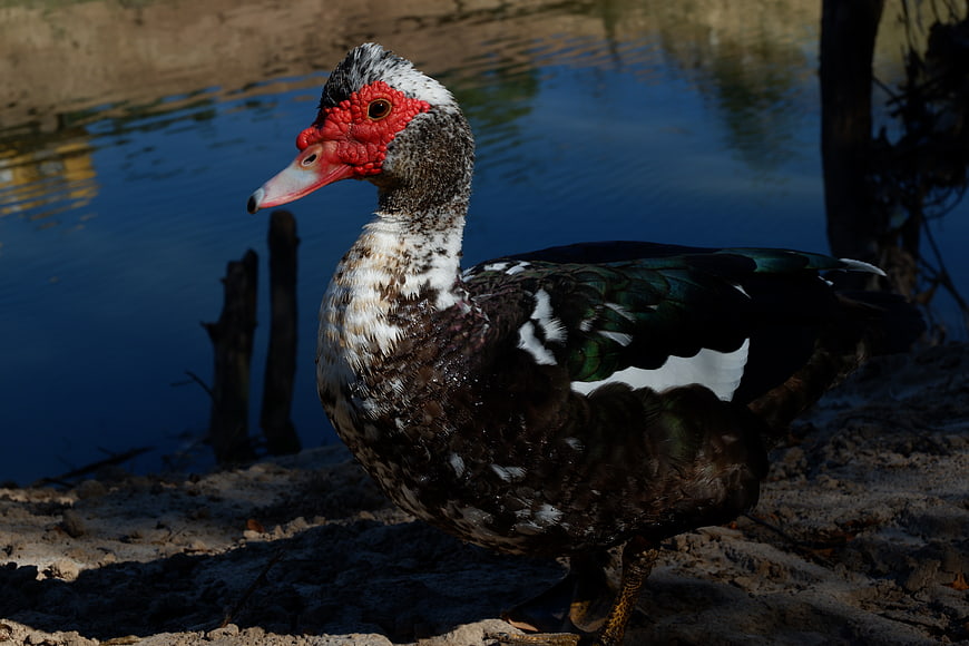 Muscovy Duck with Red Facial Caruncles by Water
