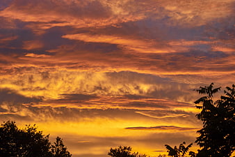 Dramatic Orange Sunset Sky with Silhouetted Trees