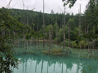 Turquoise lake with dead trees in a forest