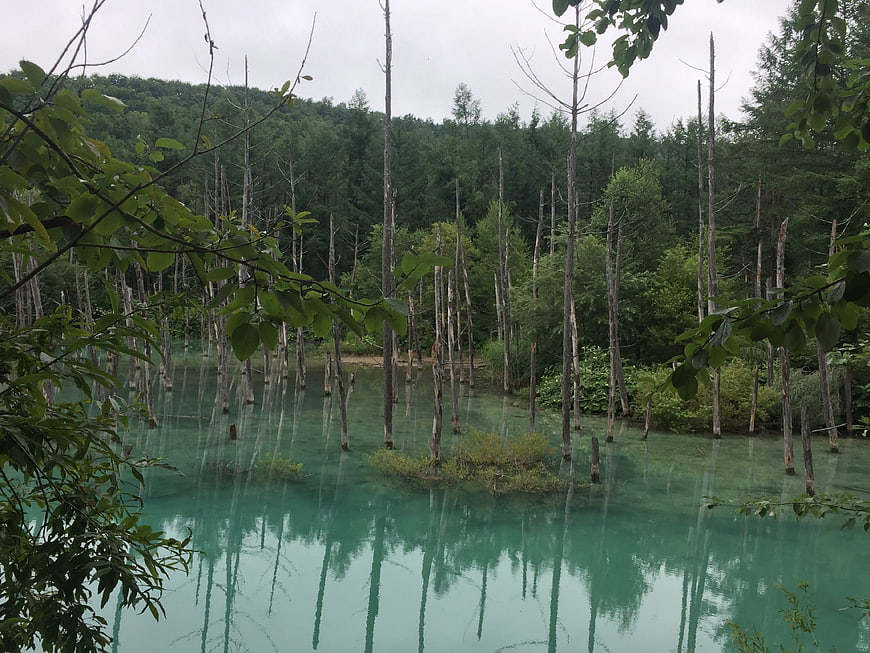 Turquoise lake with dead trees in a forest