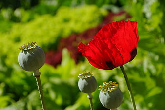 Vibrant Red Poppy Flower and Seed Pods in Garden