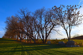 Bare trees casting long shadows on green grass under blue sky