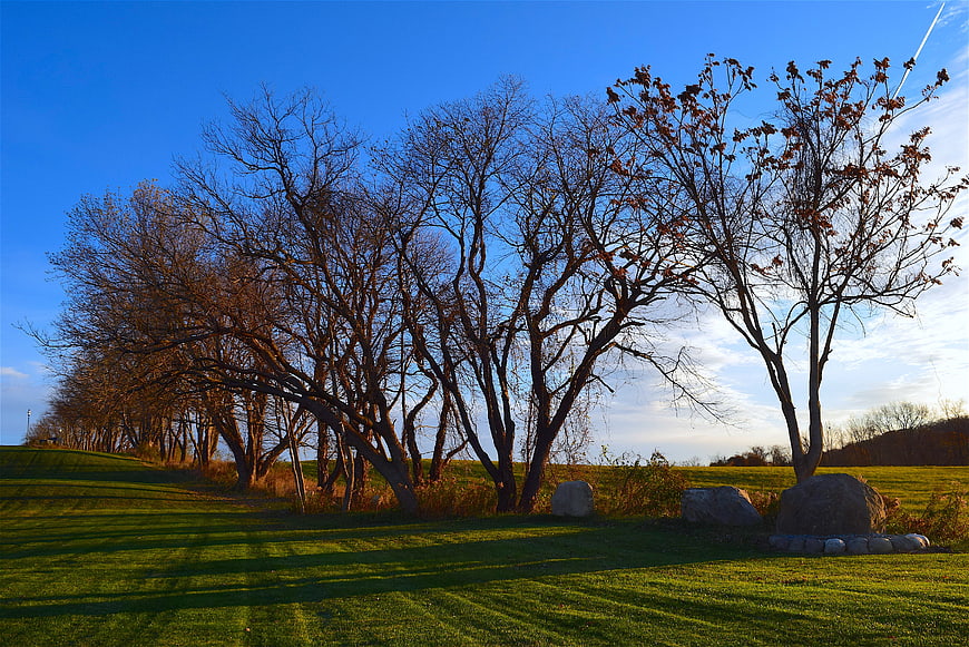 Bare trees casting long shadows on green grass under blue sky