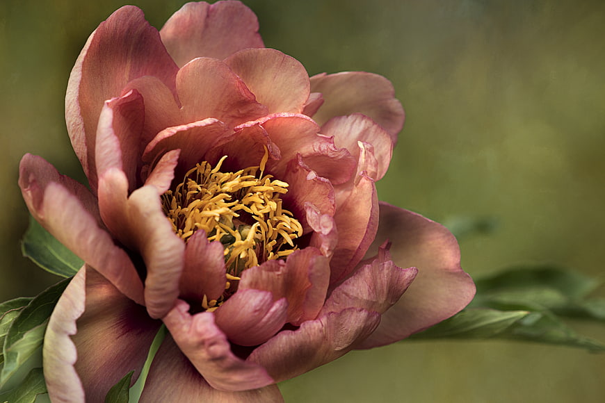 Close-up of a pink peony flower with yellow stamens