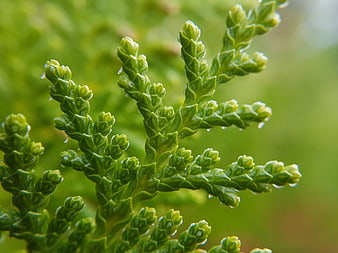Close-up of green cedar branch with water droplets
