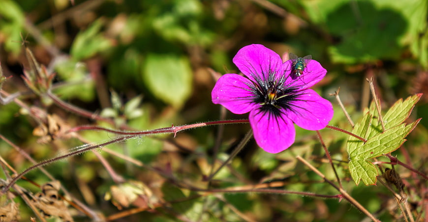 Vibrant Pink Wild Geranium with Fly on Petal