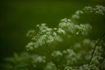 Delicate White Wildflowers Against Soft Green Background