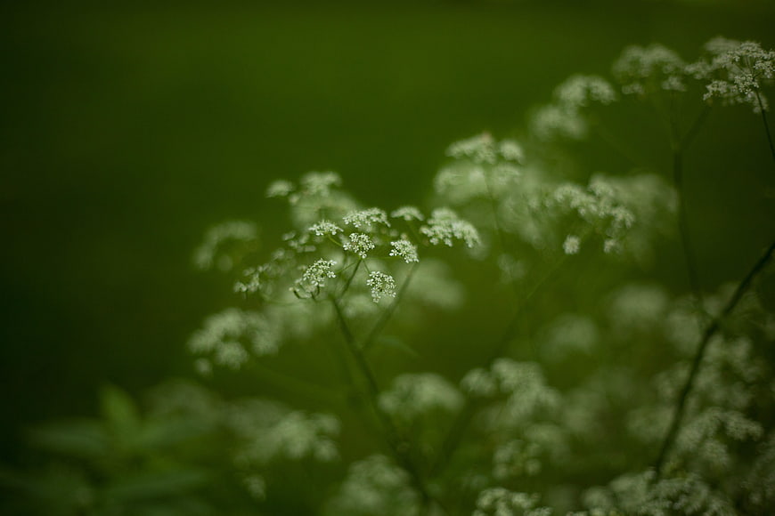 Delicate White Wildflowers Against Soft Green Background