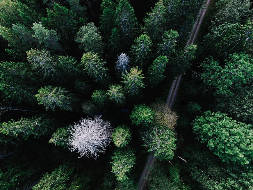 Aerial View of Forest Road with Dead Tree