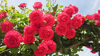 Vibrant red roses blooming on a bush against blue sky