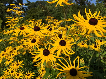 Vibrant Yellow Black-Eyed Susans in Summer Garden
