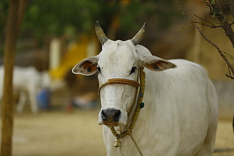 Sacred White Indian Cow With Traditional Rope Halter And Bell