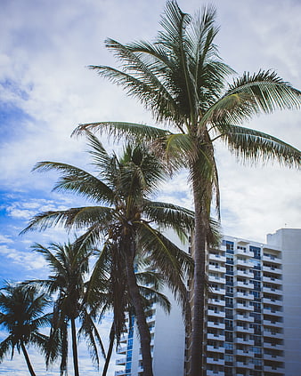 Tall Palm Trees Against Blue Sky and White Building